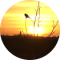 Martin v Wissen Avatar